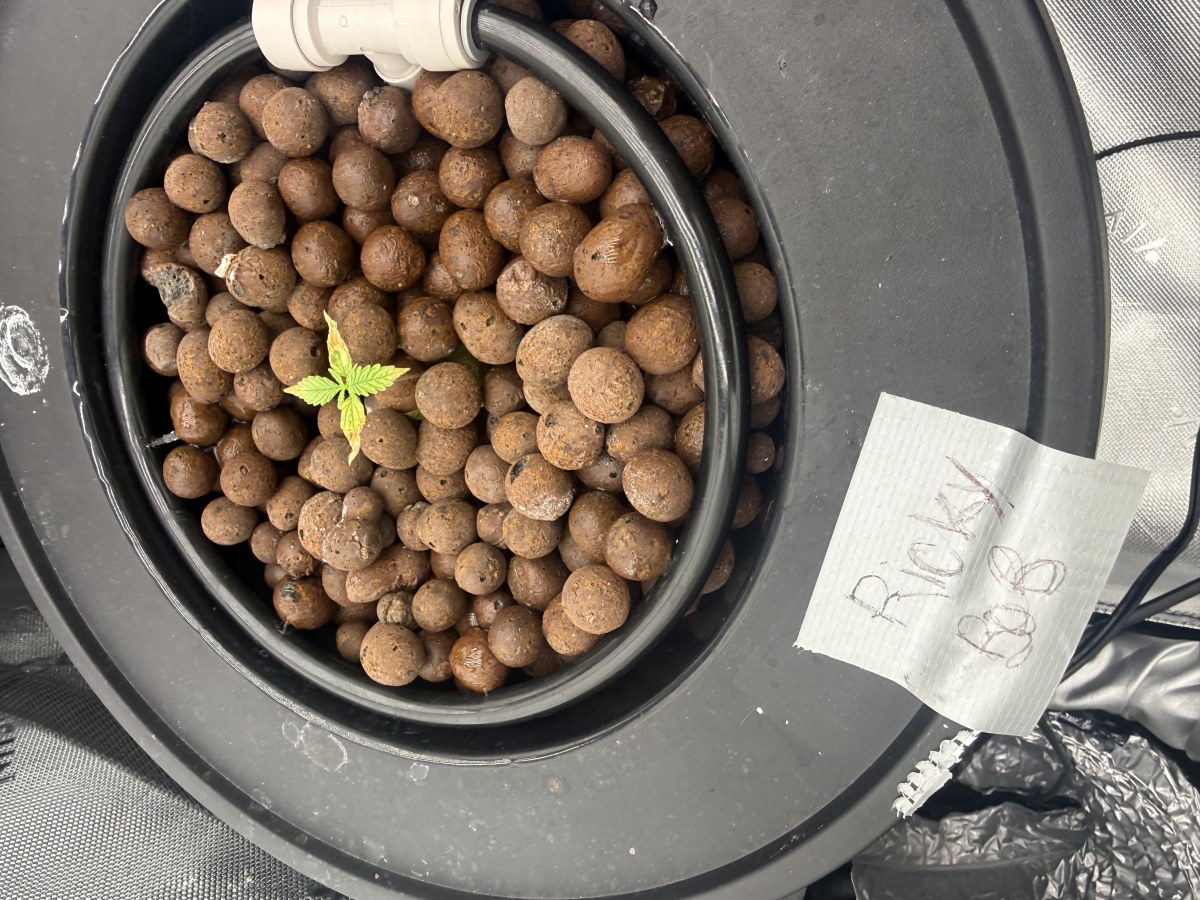 bbs-grow-diaries/blimburnseeds-com/user-40173/0f4c8ac86eac4c2b