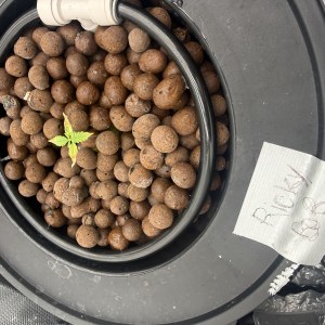 bbs-grow-diaries/blimburnseeds-com/user-40173/0f4c8ac86eac4c2b