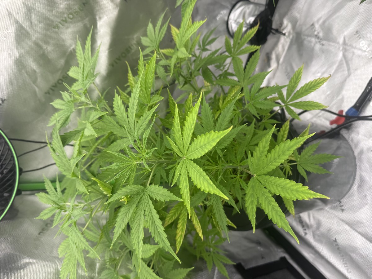 bbs-grow-diaries/blimburnseeds-com/user-40173/183481faf09f10b6