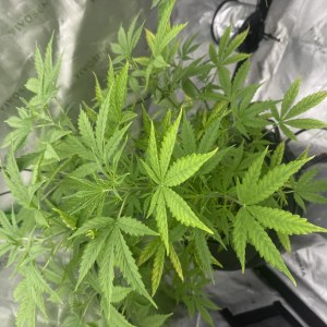 bbs-grow-diaries/blimburnseeds-com/user-40173/183481faf09f10b6
