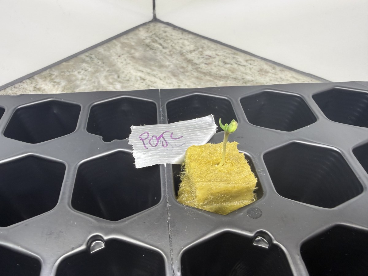 bbs-grow-diaries/blimburnseeds-com/user-40173/1b13340c9ee0bdb5
