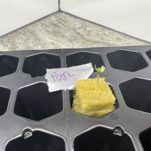 bbs-grow-diaries/blimburnseeds-com/user-40173/1b13340c9ee0bdb5