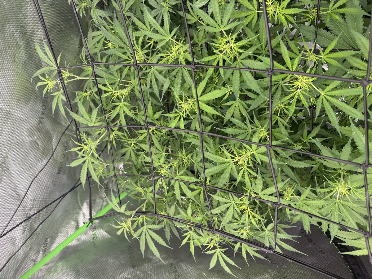 bbs-grow-diaries/blimburnseeds-com/user-40173/1ea33b574058f9d7