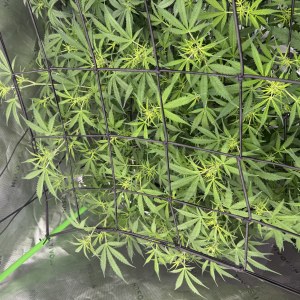 bbs-grow-diaries/blimburnseeds-com/user-40173/1ea33b574058f9d7