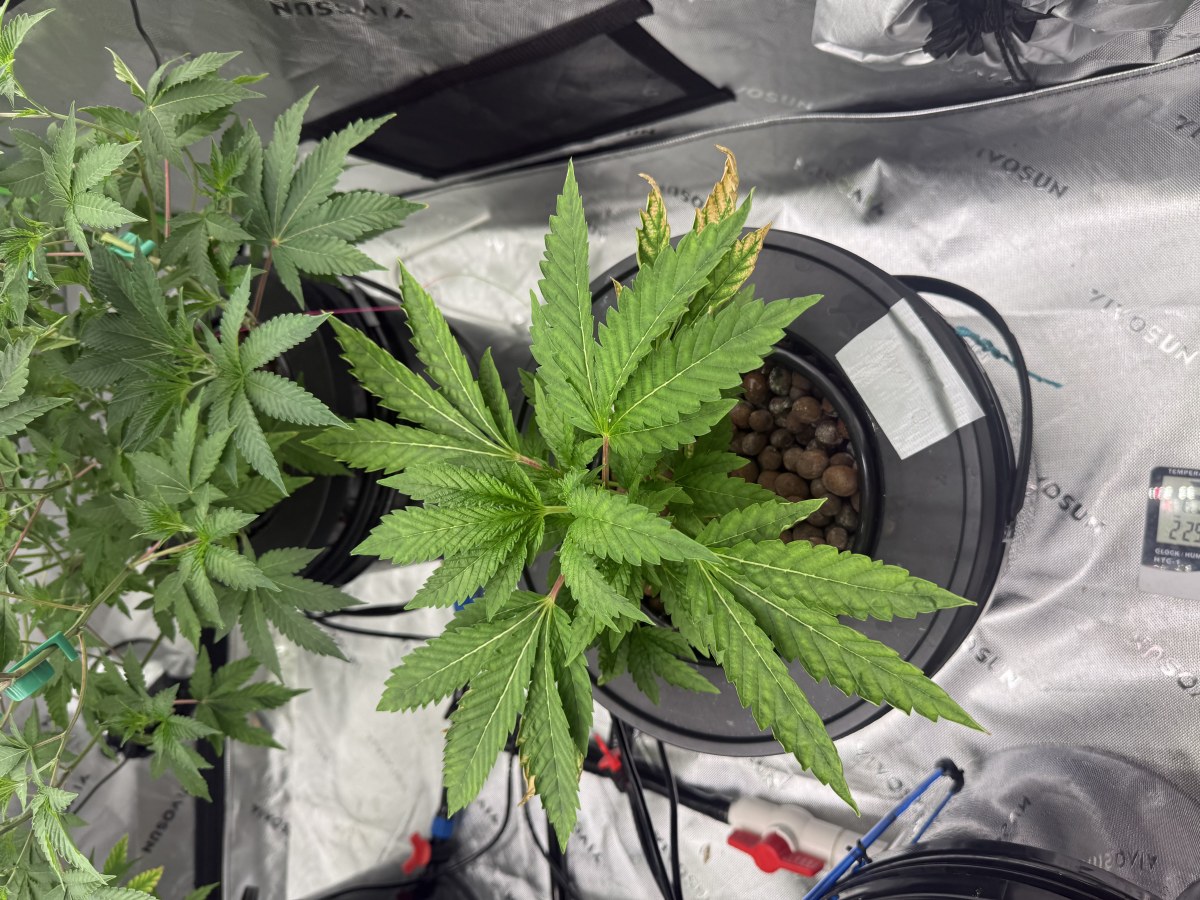 bbs-grow-diaries/blimburnseeds-com/user-40173/2046afe7d08858eb