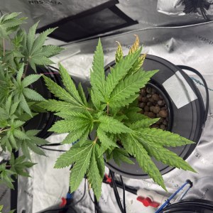 bbs-grow-diaries/blimburnseeds-com/user-40173/2046afe7d08858eb