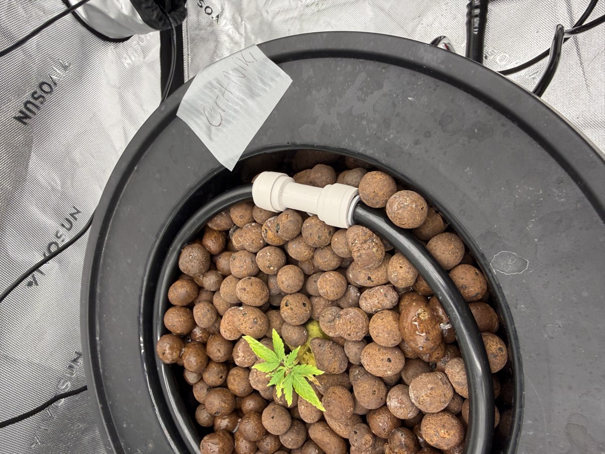 bbs-grow-diaries/blimburnseeds-com/user-40173/219d9370a9145f5b