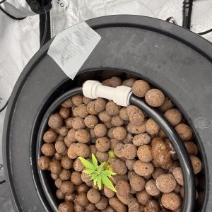 bbs-grow-diaries/blimburnseeds-com/user-40173/219d9370a9145f5b