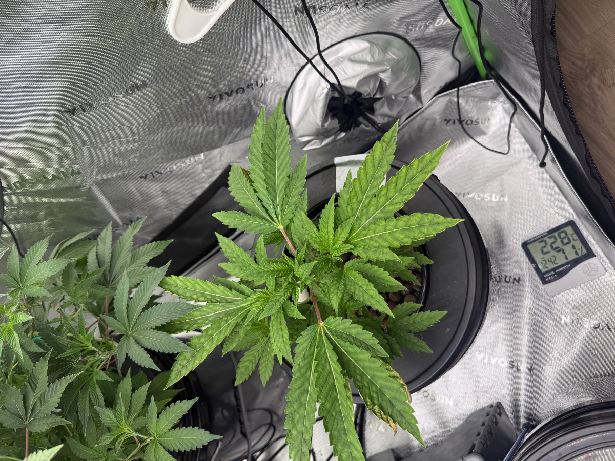 bbs-grow-diaries/blimburnseeds-com/user-40173/264c6d7037bd22c3