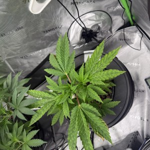 bbs-grow-diaries/blimburnseeds-com/user-40173/264c6d7037bd22c3