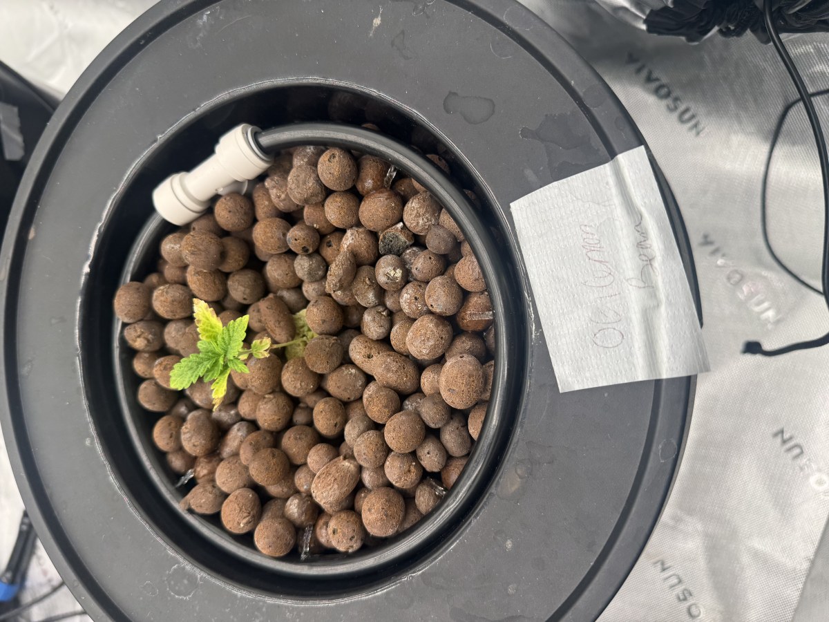 bbs-grow-diaries/blimburnseeds-com/user-40173/276428e657dd4451