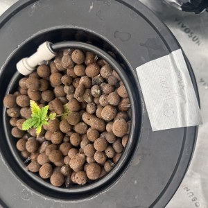 bbs-grow-diaries/blimburnseeds-com/user-40173/276428e657dd4451