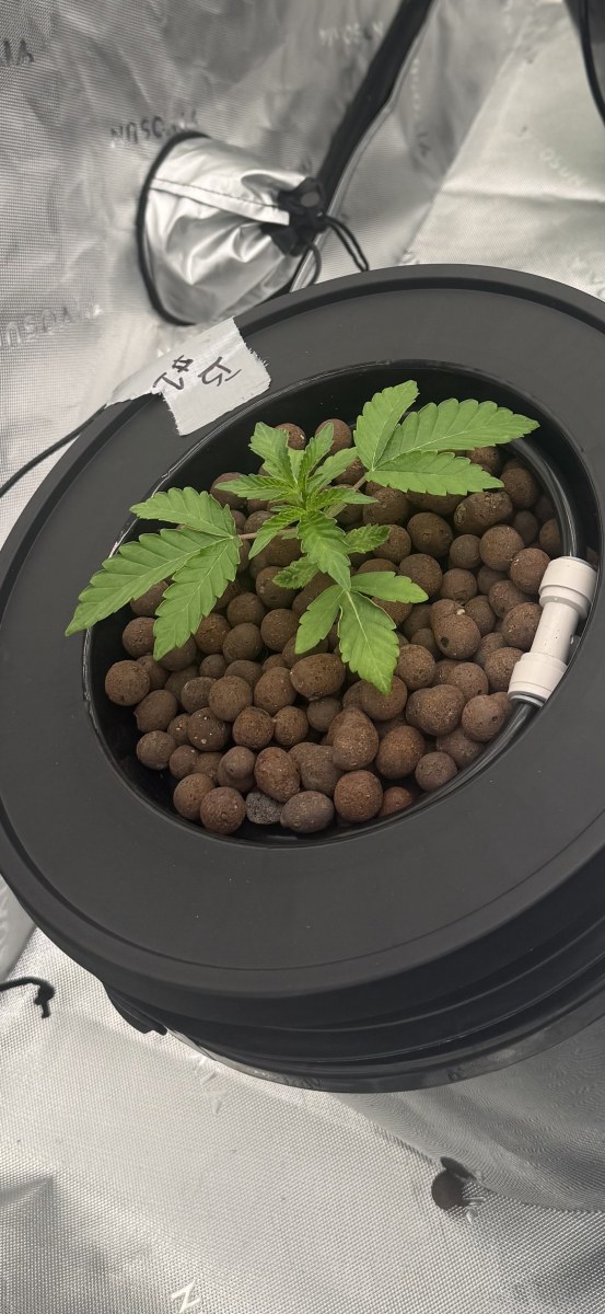 bbs-grow-diaries/blimburnseeds-com/user-40173/27777cd86e3cd7ad