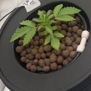bbs-grow-diaries/blimburnseeds-com/user-40173/27777cd86e3cd7ad