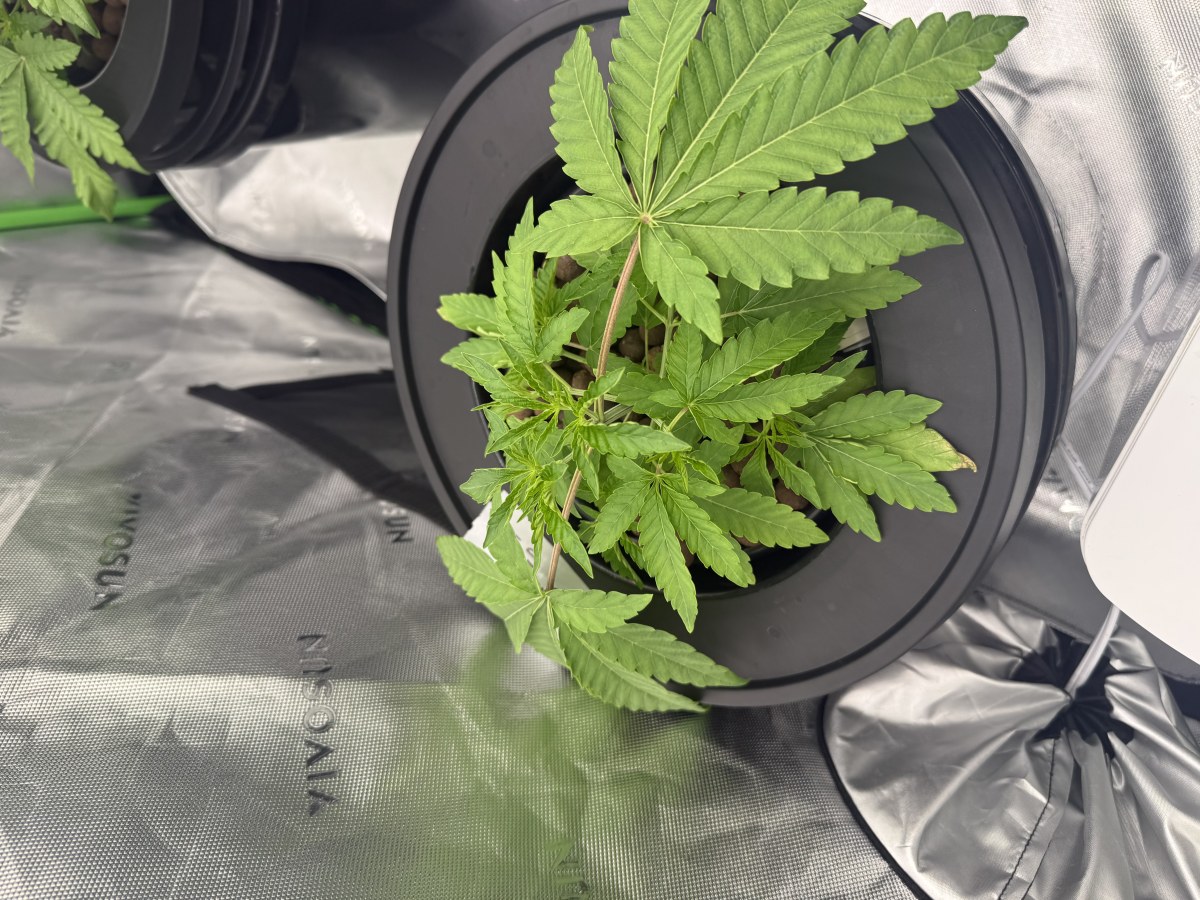 bbs-grow-diaries/blimburnseeds-com/user-40173/292ab42e3fe3c476