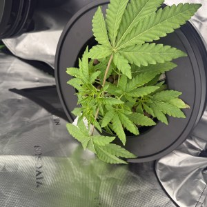 bbs-grow-diaries/blimburnseeds-com/user-40173/292ab42e3fe3c476