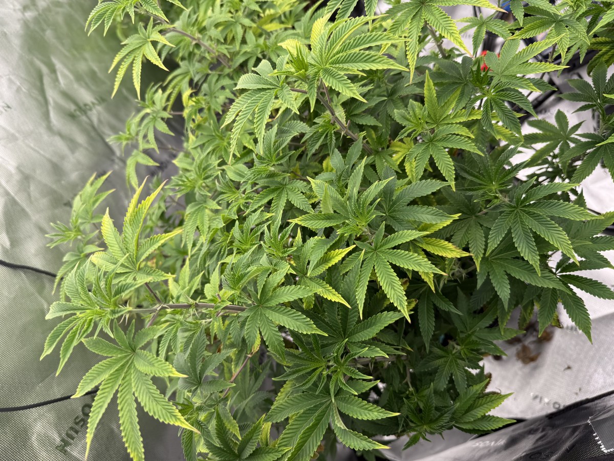 bbs-grow-diaries/blimburnseeds-com/user-40173/2a139629ae533425