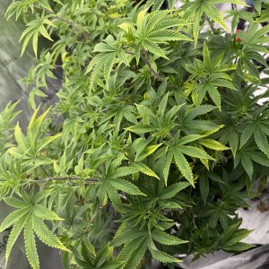 bbs-grow-diaries/blimburnseeds-com/user-40173/2a139629ae533425