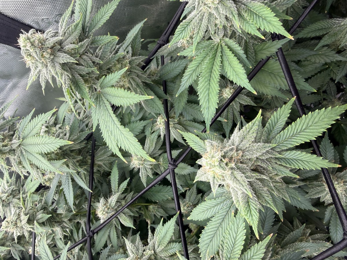 bbs-grow-diaries/blimburnseeds-com/user-40173/2aac67721cdce04d