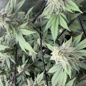 bbs-grow-diaries/blimburnseeds-com/user-40173/2aac67721cdce04d