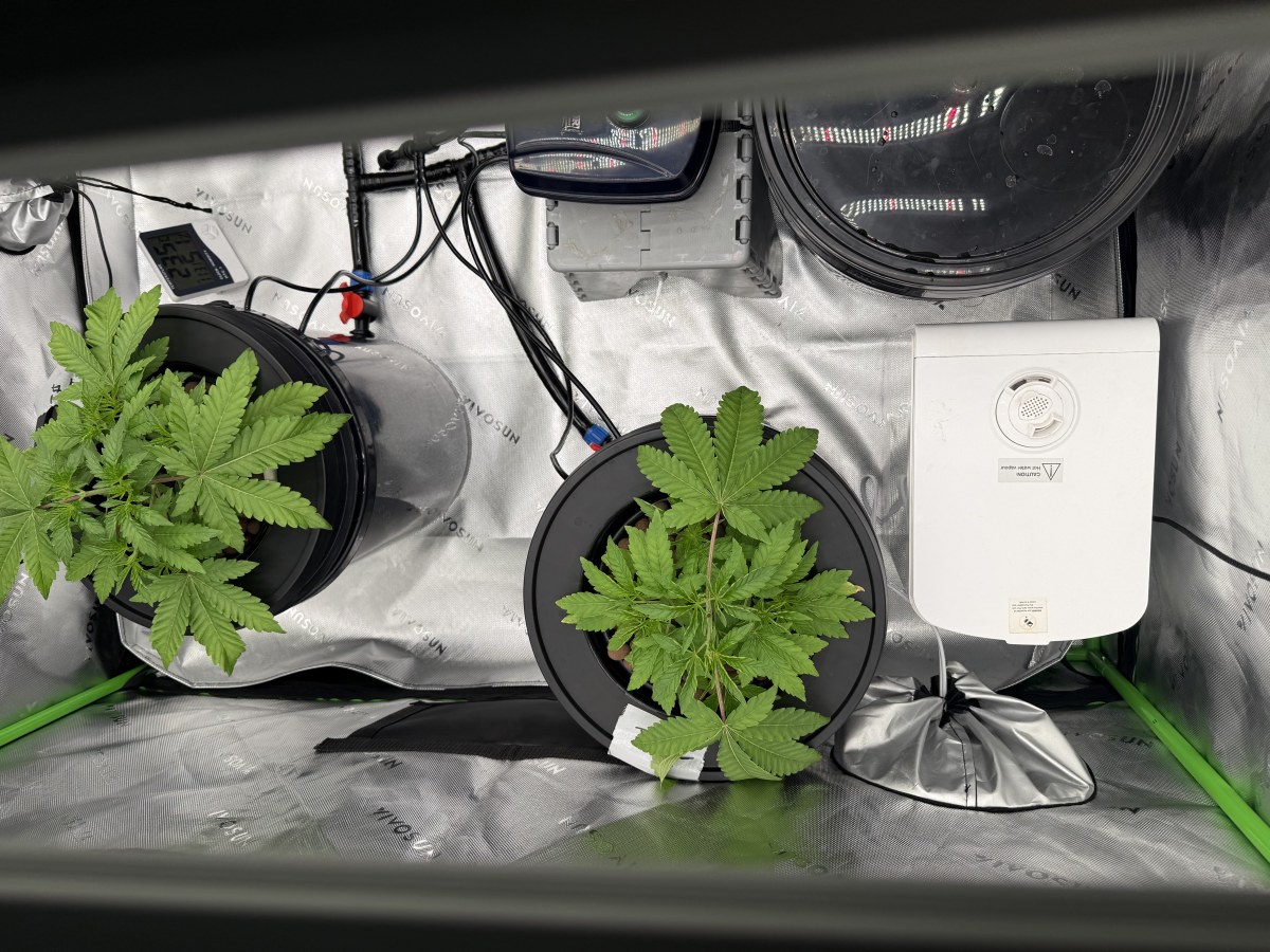 bbs-grow-diaries/blimburnseeds-com/user-40173/2dadc4bee22432b4