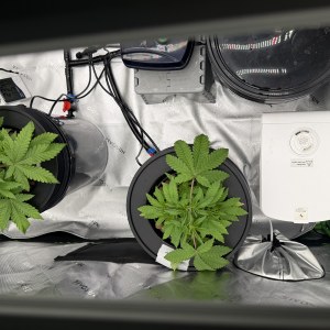 bbs-grow-diaries/blimburnseeds-com/user-40173/2dadc4bee22432b4