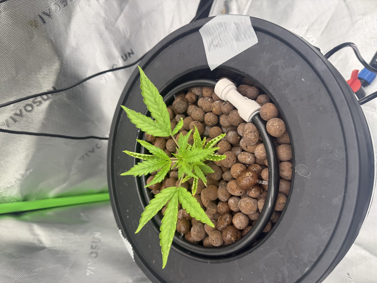 bbs-grow-diaries/blimburnseeds-com/user-40173/31f4742b1f455d18