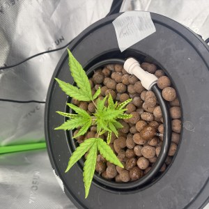 bbs-grow-diaries/blimburnseeds-com/user-40173/31f4742b1f455d18