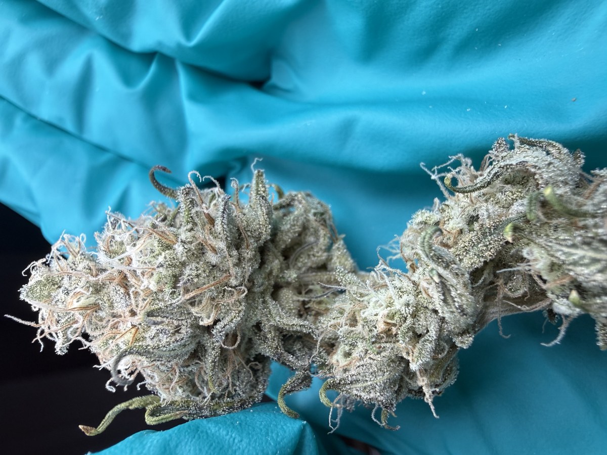 bbs-grow-diaries/blimburnseeds-com/user-40173/334718bf060a7664