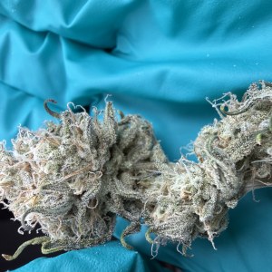 bbs-grow-diaries/blimburnseeds-com/user-40173/334718bf060a7664