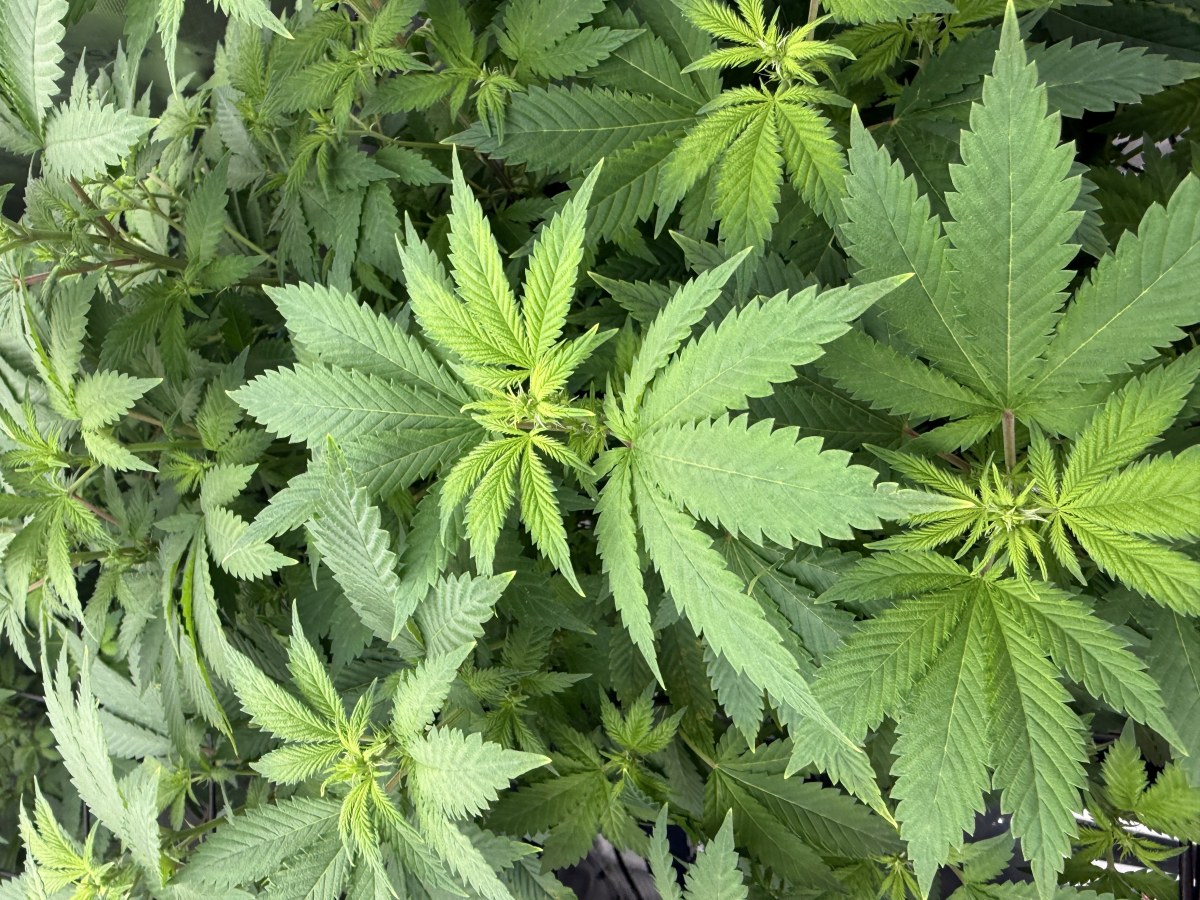 bbs-grow-diaries/blimburnseeds-com/user-40173/35382d116fc178b3