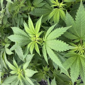 bbs-grow-diaries/blimburnseeds-com/user-40173/35382d116fc178b3