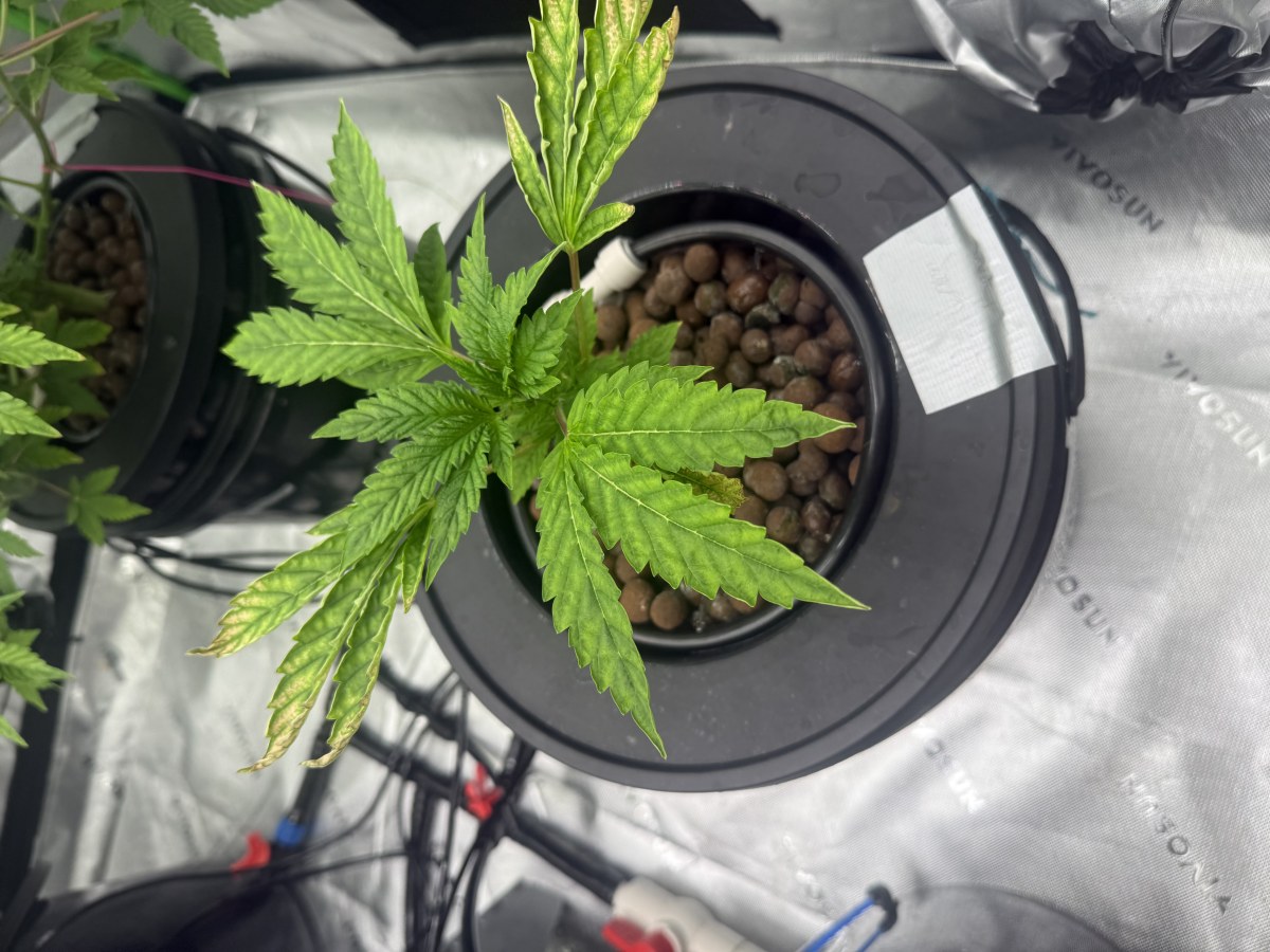 bbs-grow-diaries/blimburnseeds-com/user-40173/39b181d64a6da043