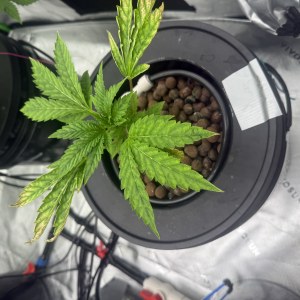 bbs-grow-diaries/blimburnseeds-com/user-40173/39b181d64a6da043