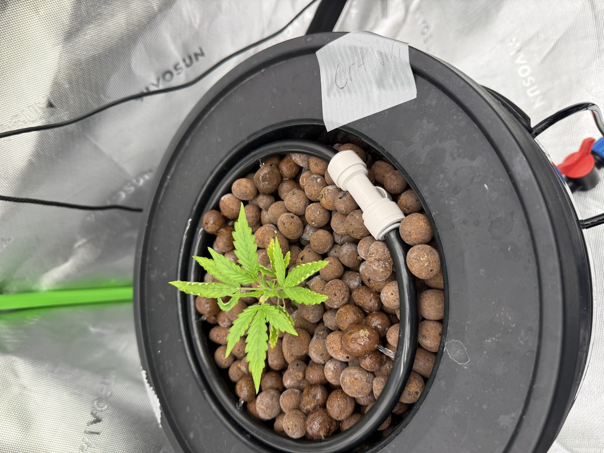 bbs-grow-diaries/blimburnseeds-com/user-40173/39f3da2f276d1fff