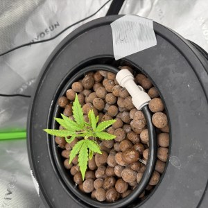 bbs-grow-diaries/blimburnseeds-com/user-40173/39f3da2f276d1fff