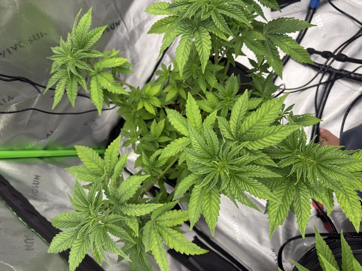 bbs-grow-diaries/blimburnseeds-com/user-40173/3b45c4846c67f294