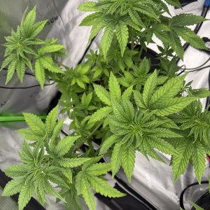 bbs-grow-diaries/blimburnseeds-com/user-40173/3b45c4846c67f294