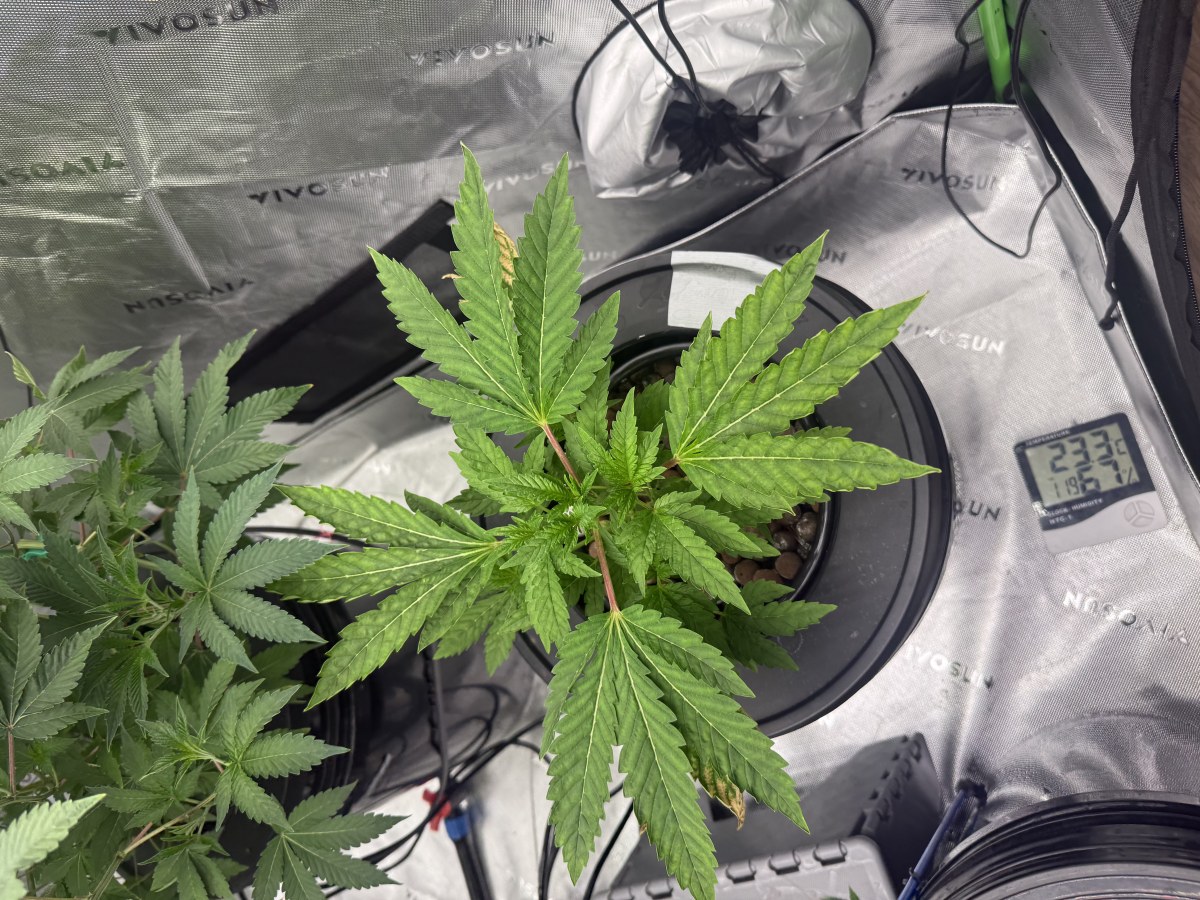 bbs-grow-diaries/blimburnseeds-com/user-40173/4590040d775a0b50