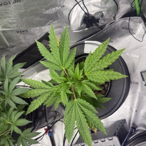 bbs-grow-diaries/blimburnseeds-com/user-40173/4590040d775a0b50