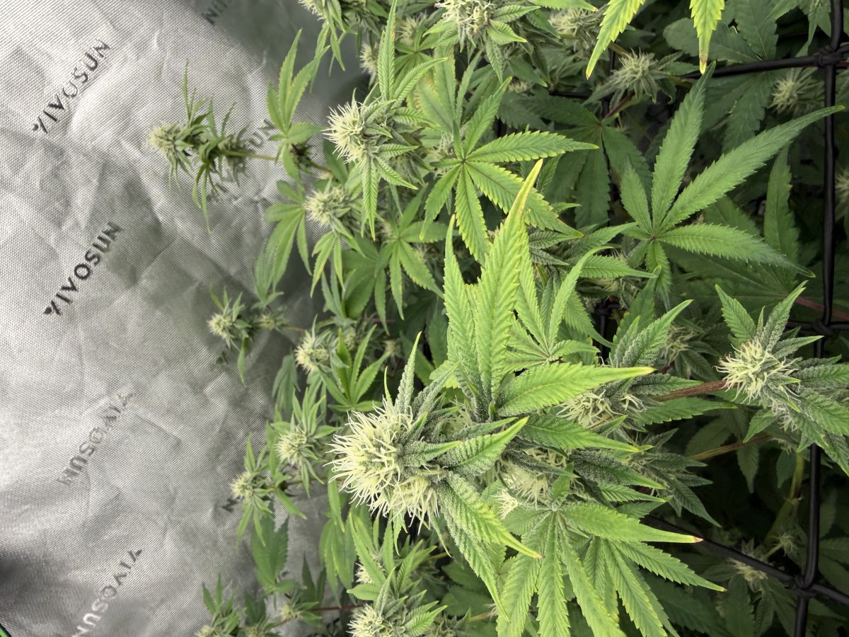 bbs-grow-diaries/blimburnseeds-com/user-40173/49b520edb678c856