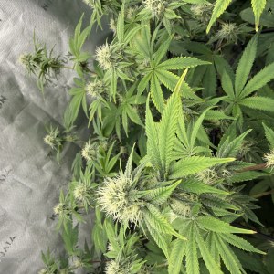 bbs-grow-diaries/blimburnseeds-com/user-40173/49b520edb678c856