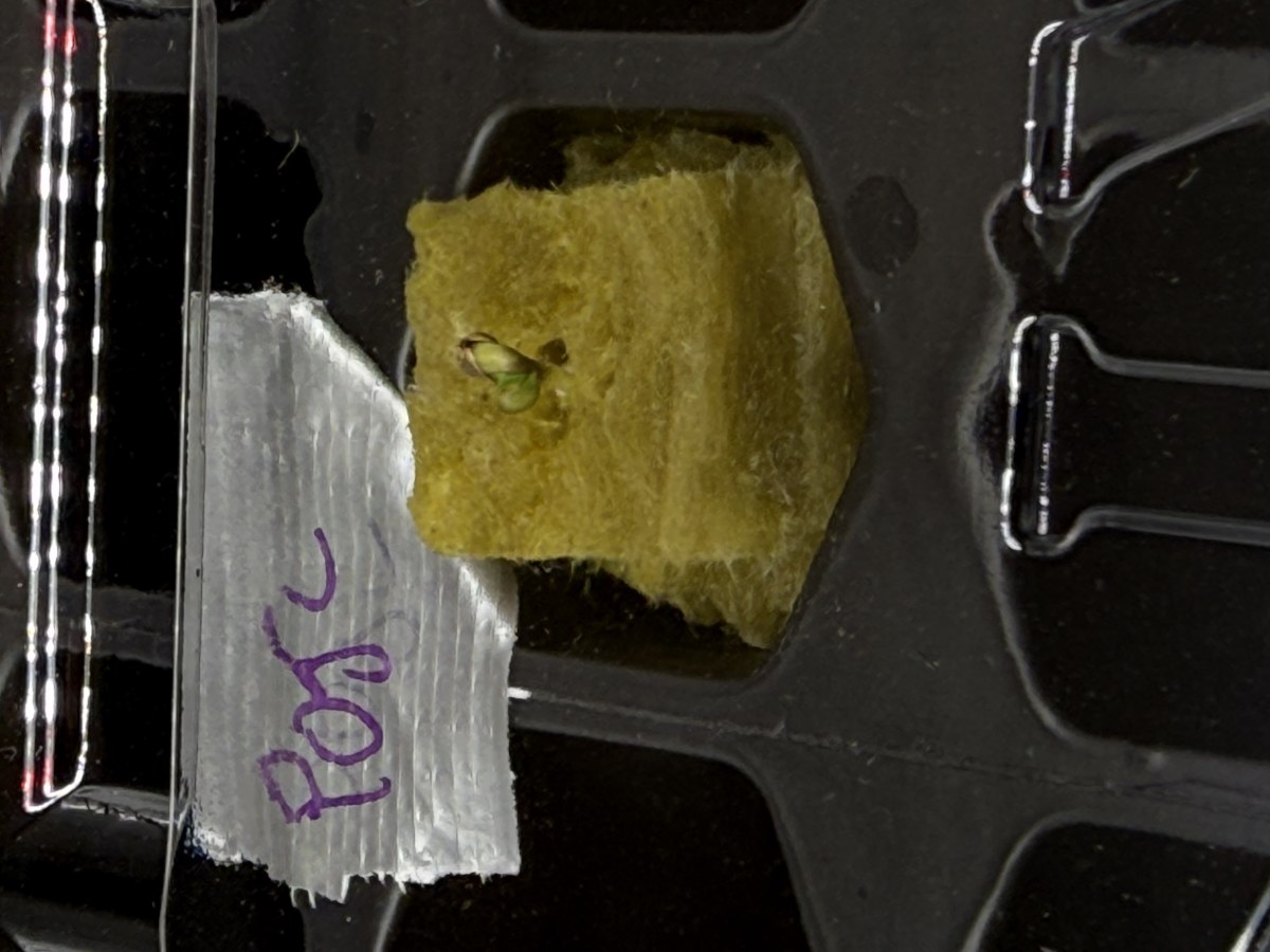 bbs-grow-diaries/blimburnseeds-com/user-40173/4cc237bfc158deda