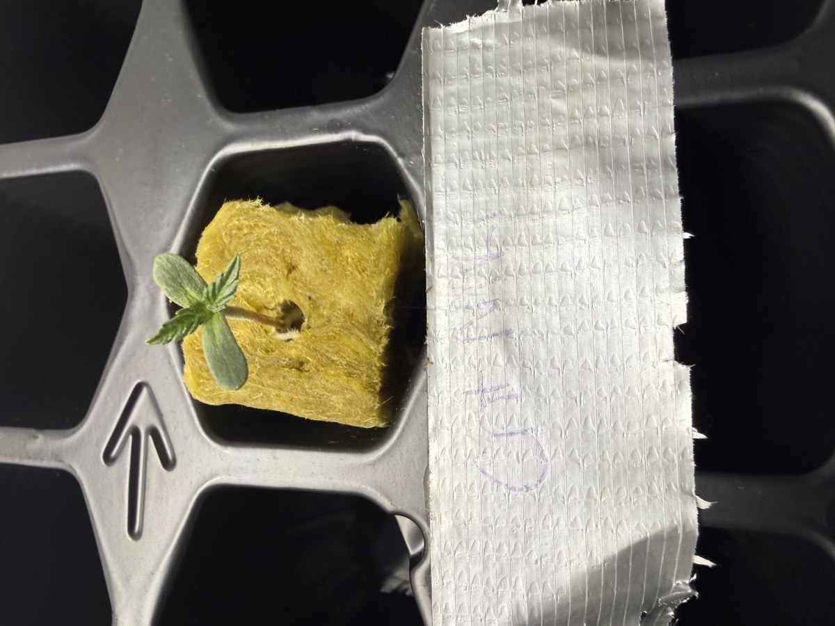 bbs-grow-diaries/blimburnseeds-com/user-40173/4f6e3fd733b4cb3e