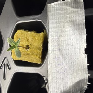 bbs-grow-diaries/blimburnseeds-com/user-40173/4f6e3fd733b4cb3e