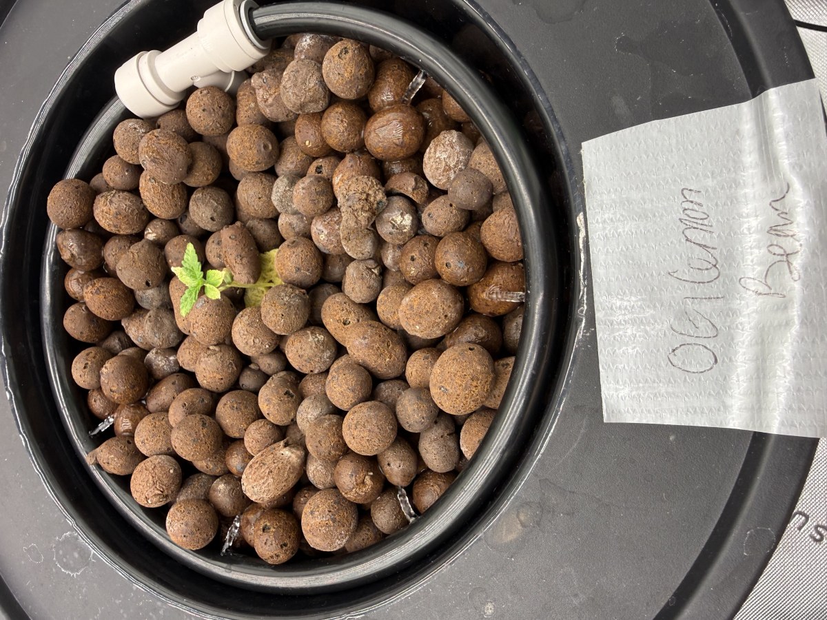 bbs-grow-diaries/blimburnseeds-com/user-40173/4f87cde5a3a8483c