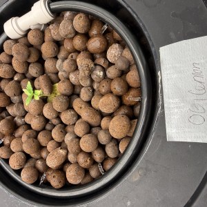 bbs-grow-diaries/blimburnseeds-com/user-40173/4f87cde5a3a8483c