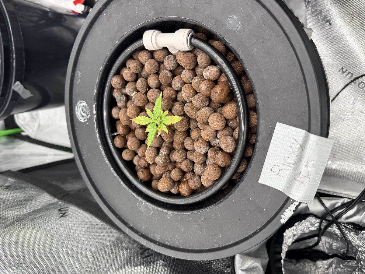 bbs-grow-diaries/blimburnseeds-com/user-40173/501fa0e83549f5fb