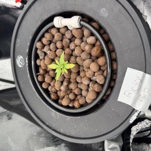 bbs-grow-diaries/blimburnseeds-com/user-40173/501fa0e83549f5fb