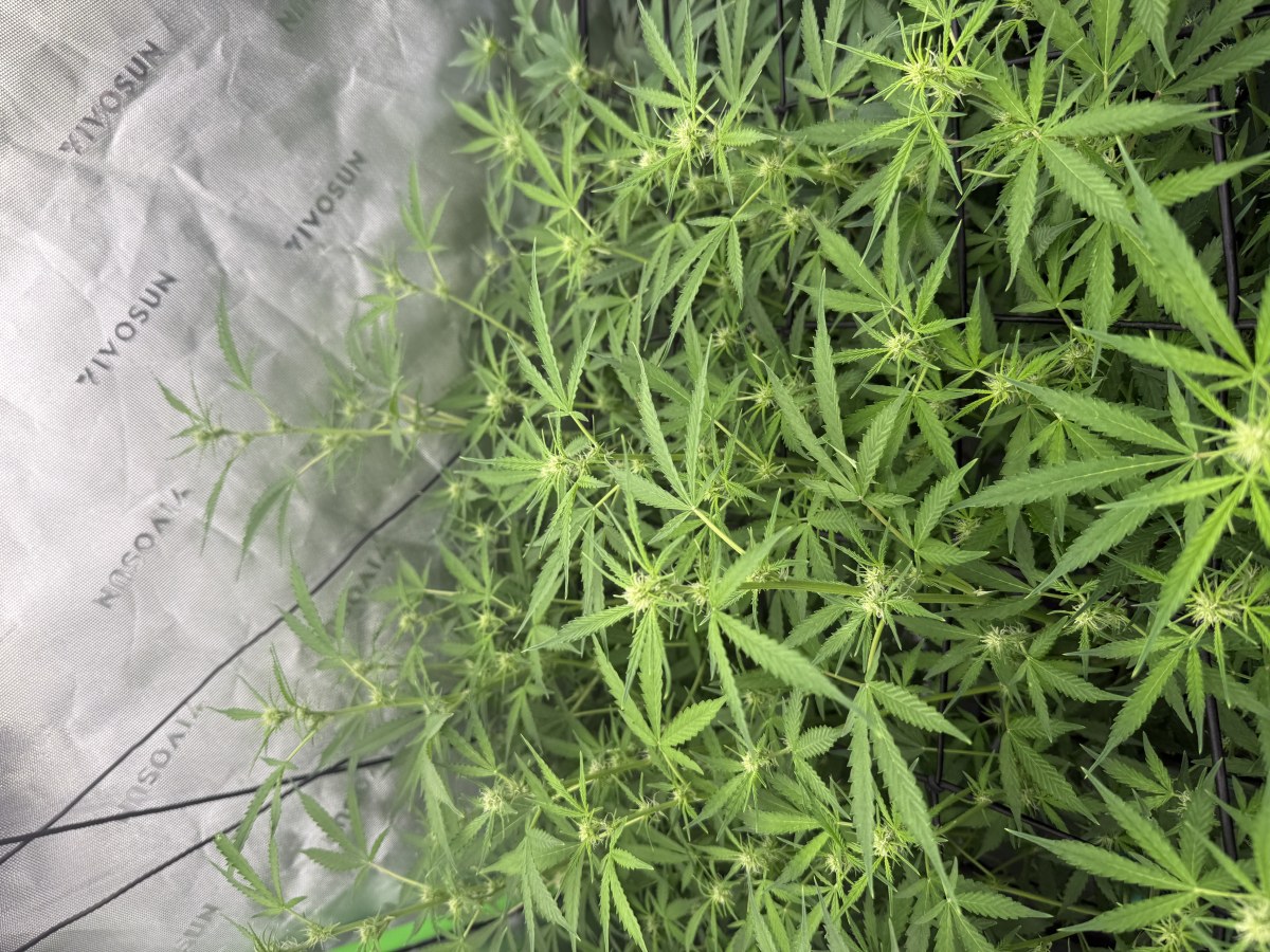 bbs-grow-diaries/blimburnseeds-com/user-40173/5447ad8a85d99edf